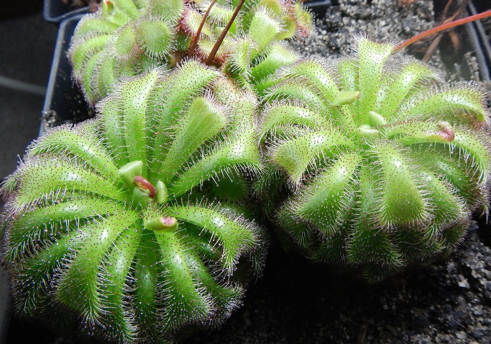 D. admirabilis - Ceres, South Africa