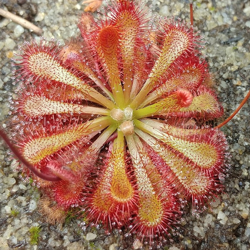 D. sp. Tradouw Pass