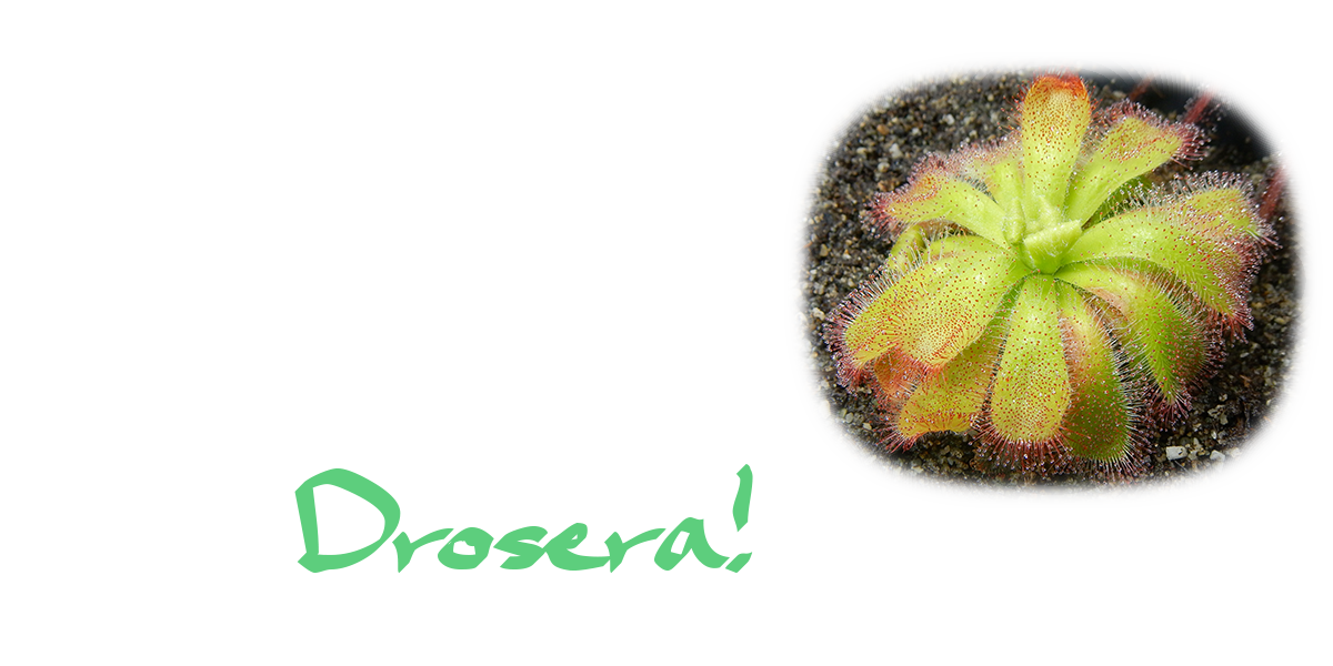 Drosera