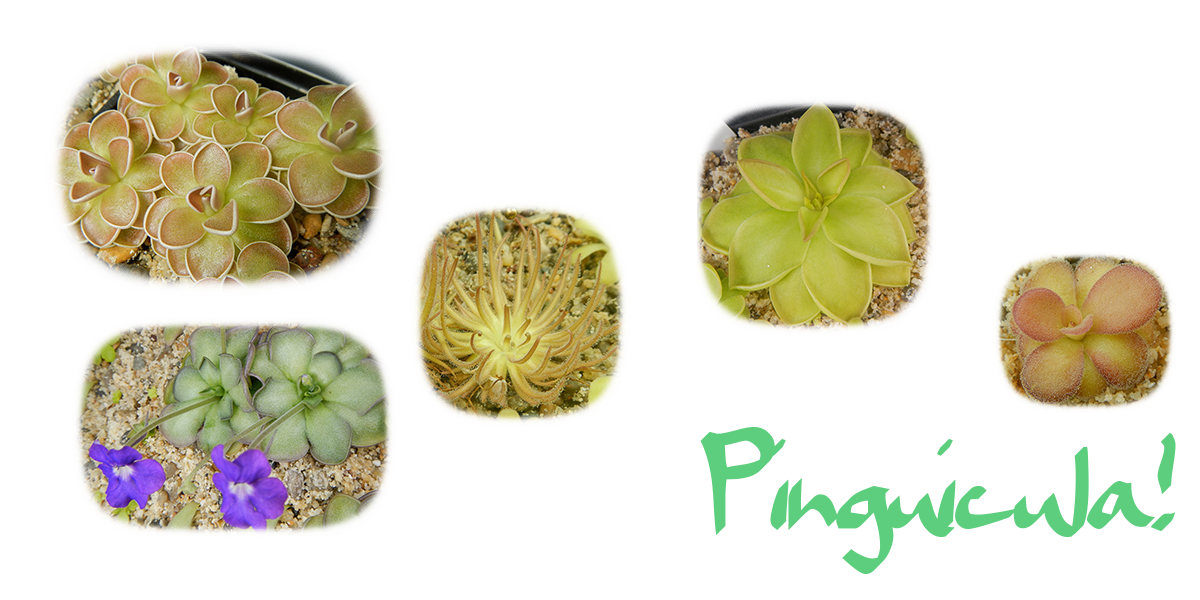 Pinguicula