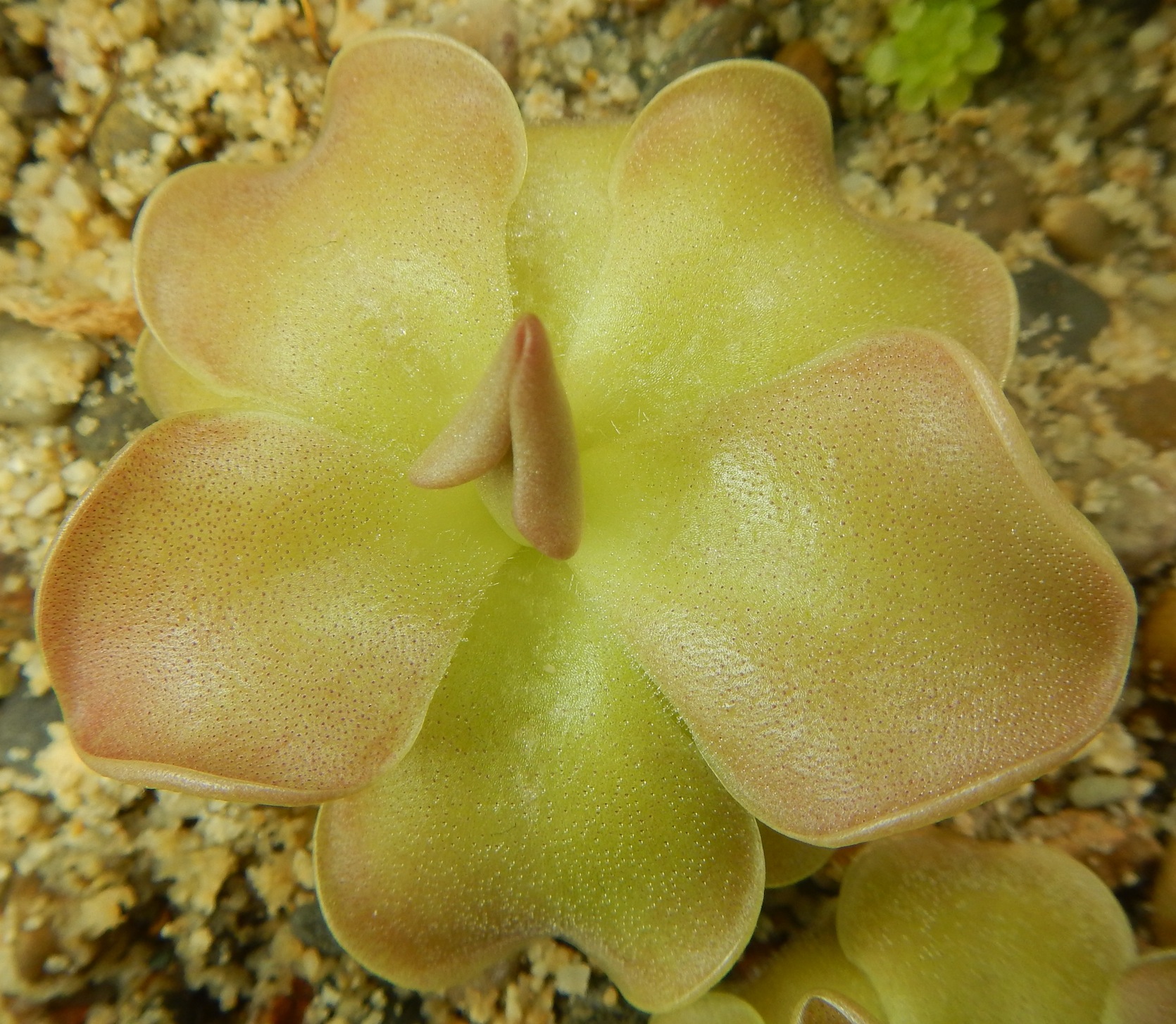 Pinguicula moranensis var. caudata