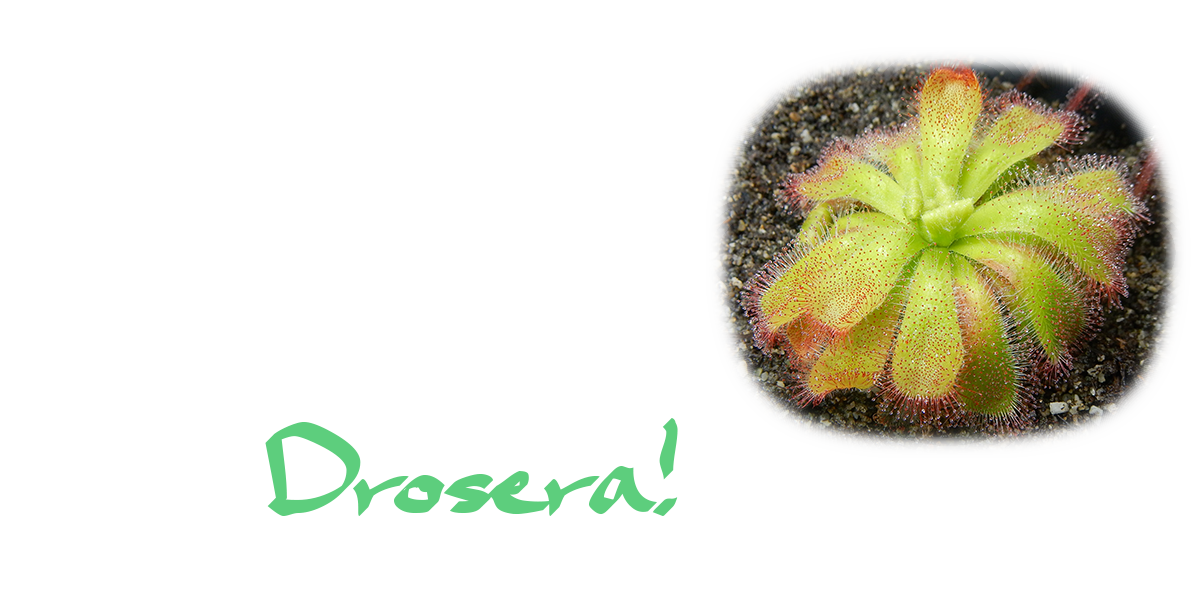 Drosera (Sundews) Carnivorous Plants