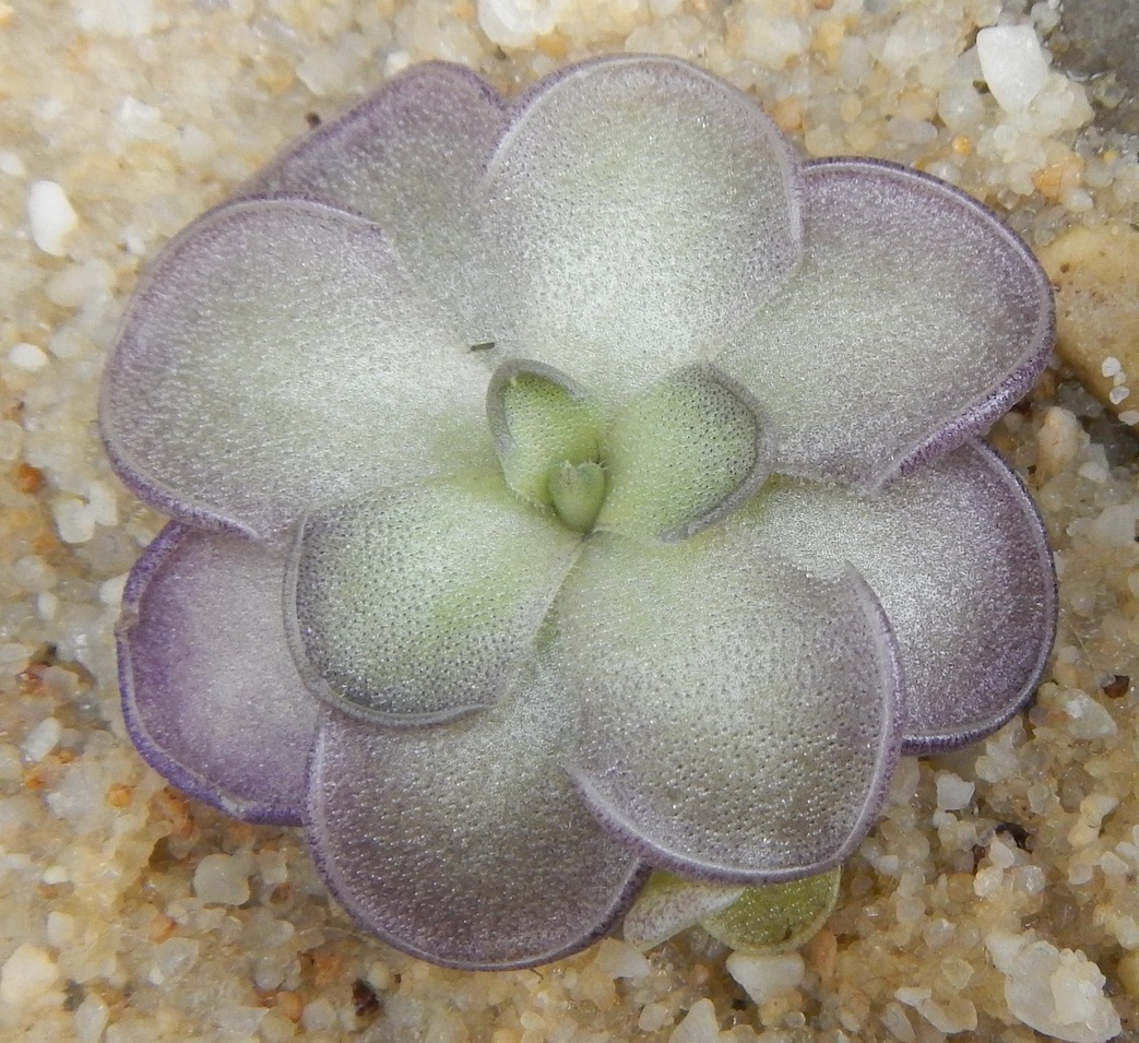 Pinguicula cyclosecta 1714