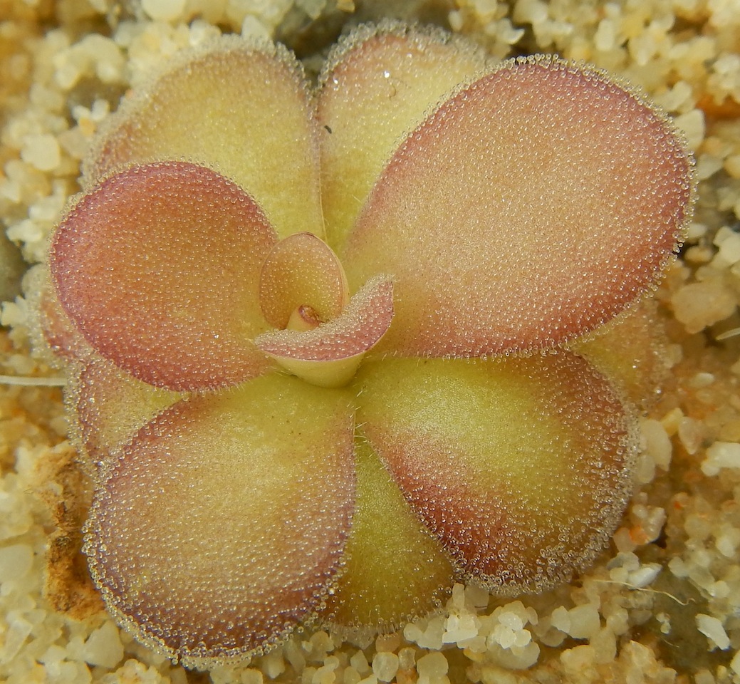 Pinguicula agnata El Lobo