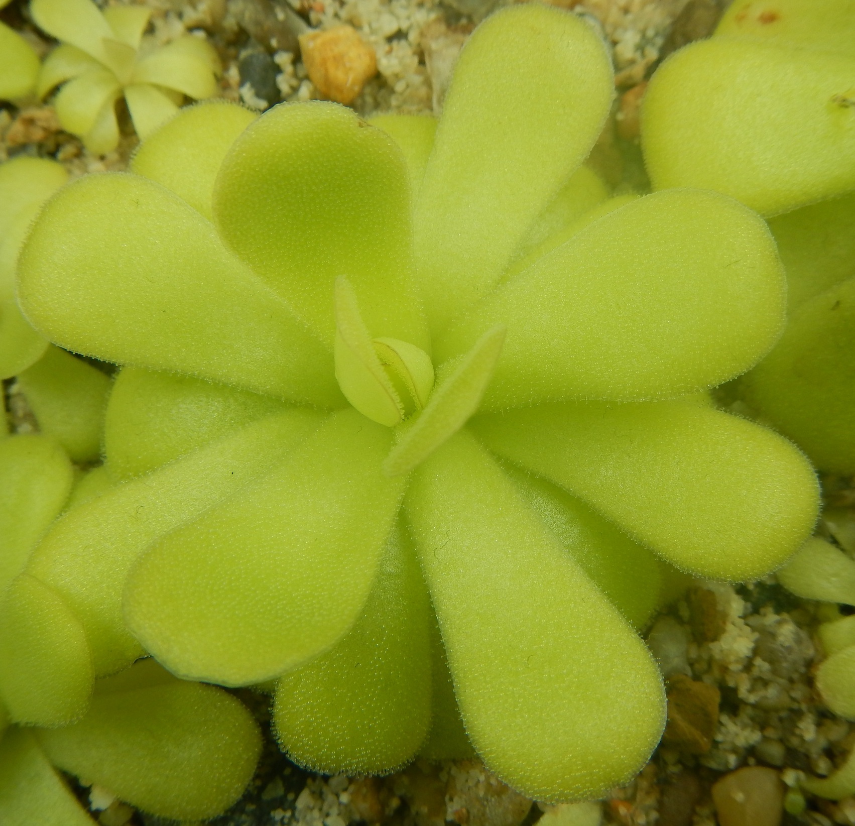 Pinguicula agnata Mesaleon