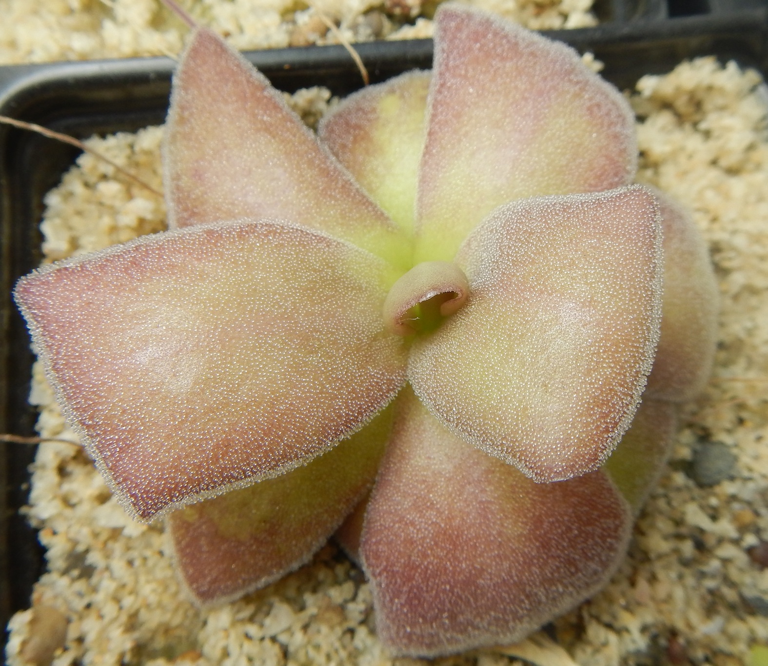 Pinguicula agnata Red