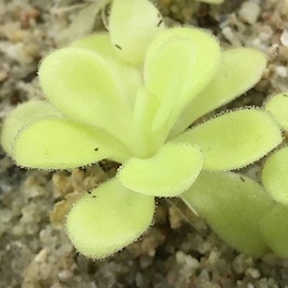 Pinguicula True Blue