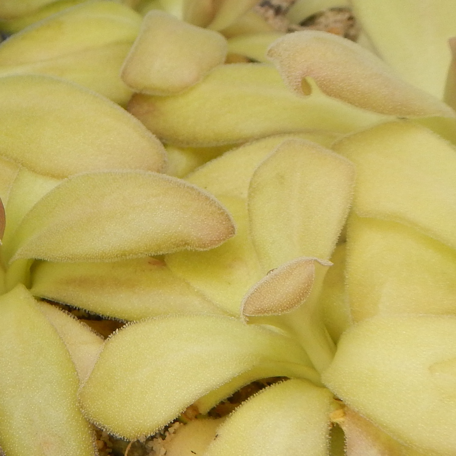 Pinguicula agnata from Zimapan