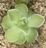 Pinguicula ehlersiae var. alba