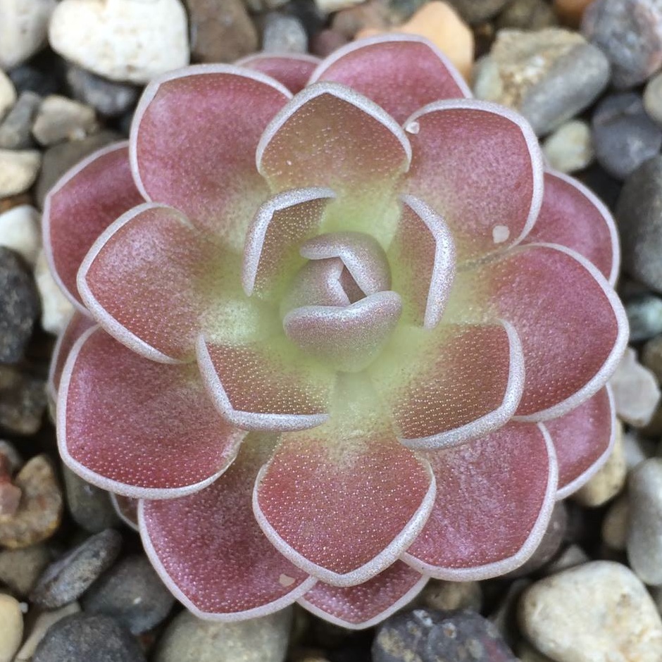 Pinguicula ehlersiae - Ixmiquilpan, Hidalgo, Mexico