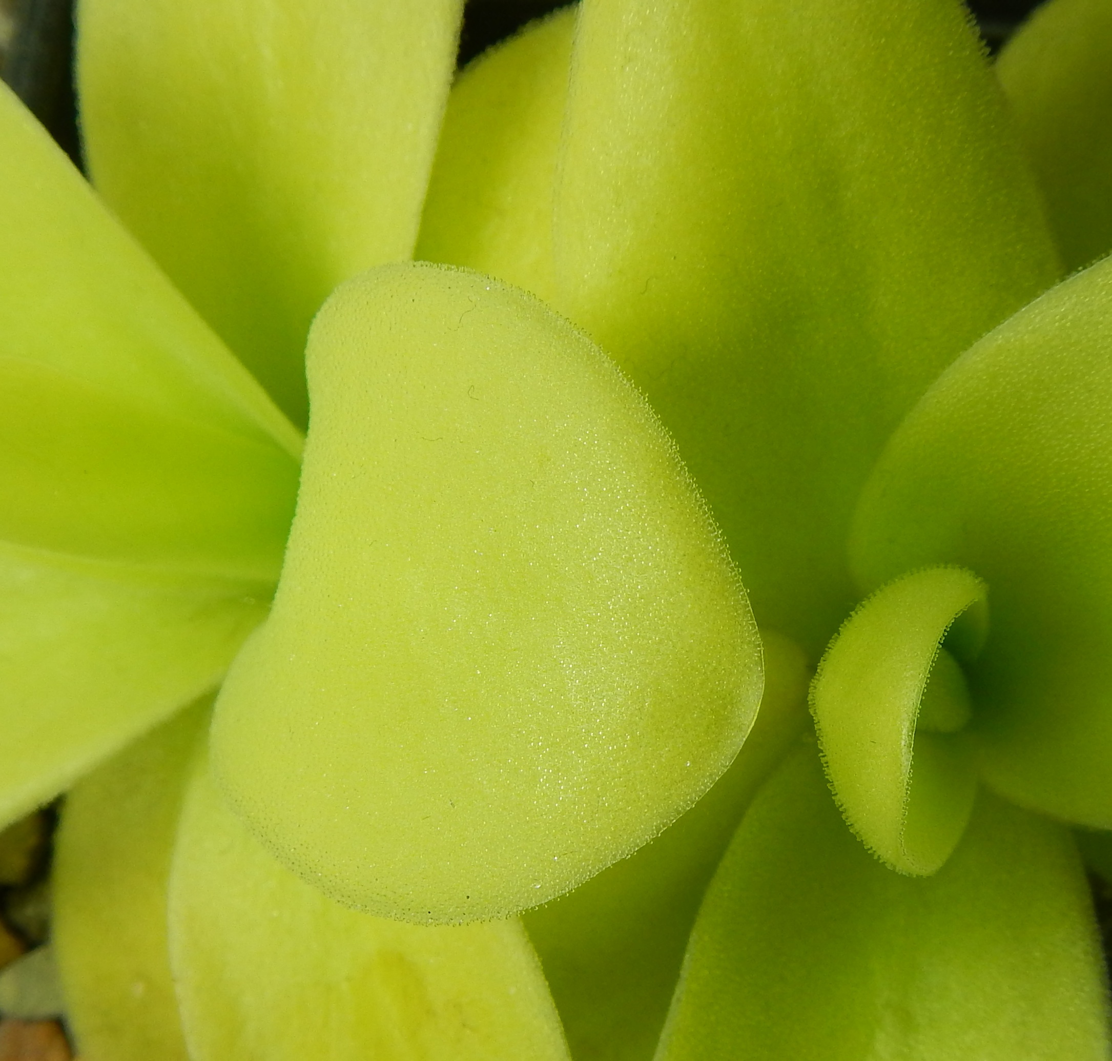 Pinguicula gigantea - San Bartolome de Ayautla, Oaxaca, Mexico