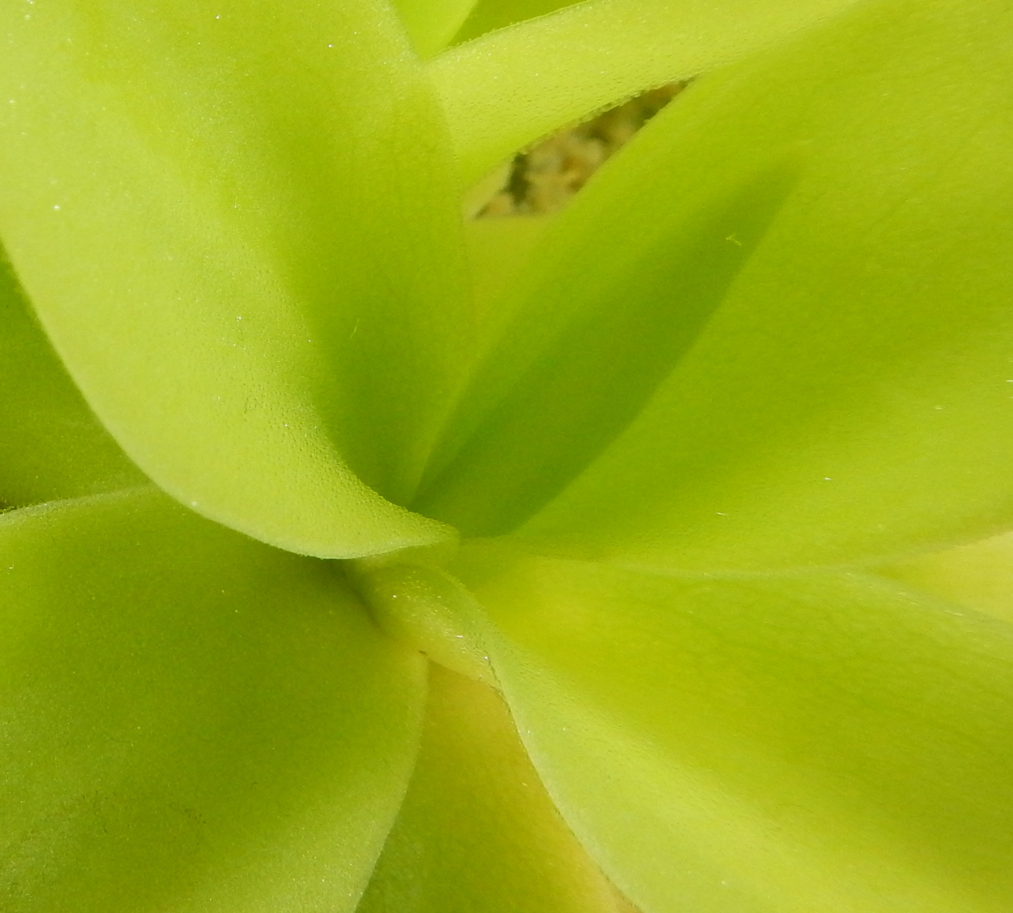 Pinguicula gigantea White Flower - San Bartolome de Ayautla, Oaxaca, Mexico