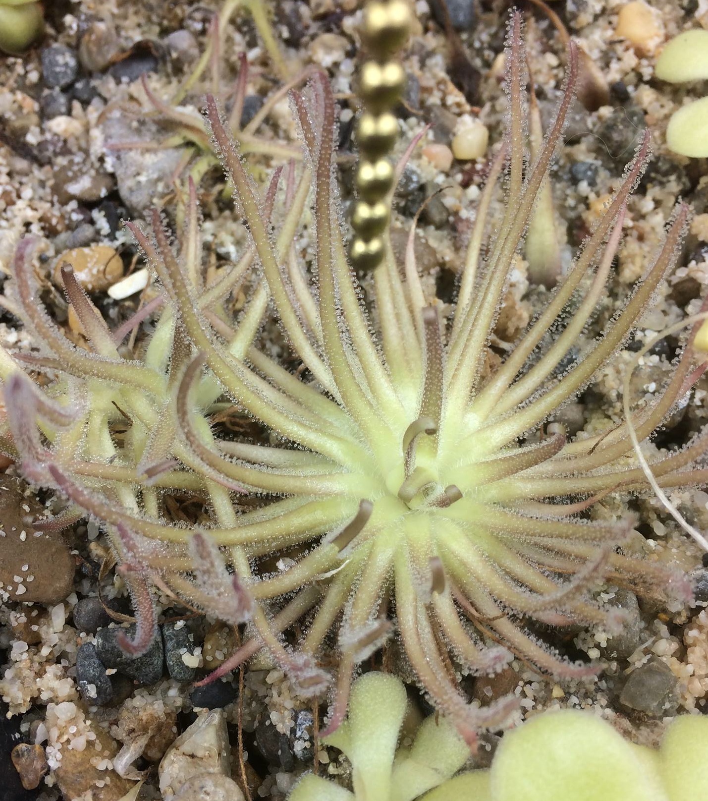 Pinguicula gypsicola - Buena Vista, San Luis Potosi, Mexico