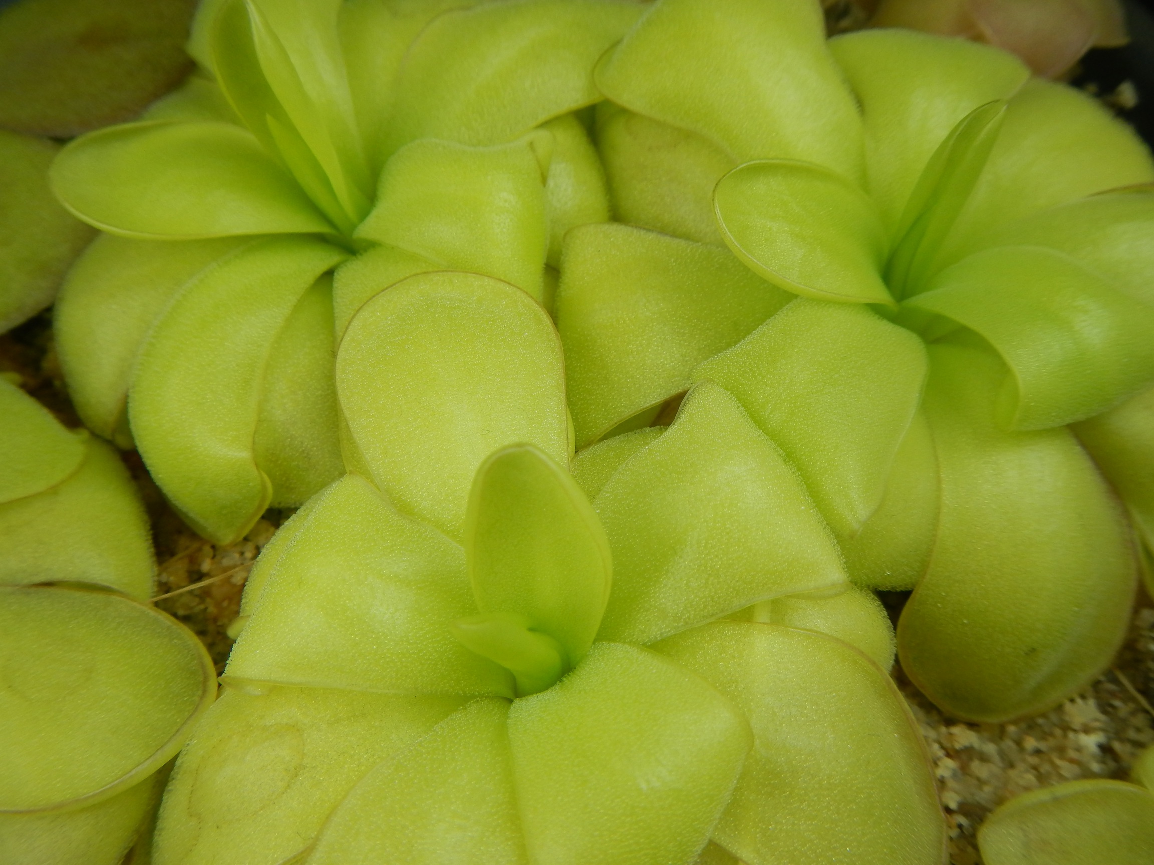 Pinguicula ibbarrae - Tlanchinol, Hidalgo, Mexico