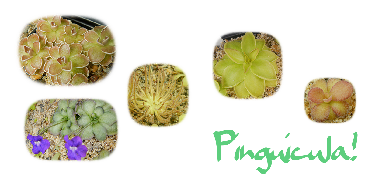 Pinguicula (Butterwort) Carnivorous Plants