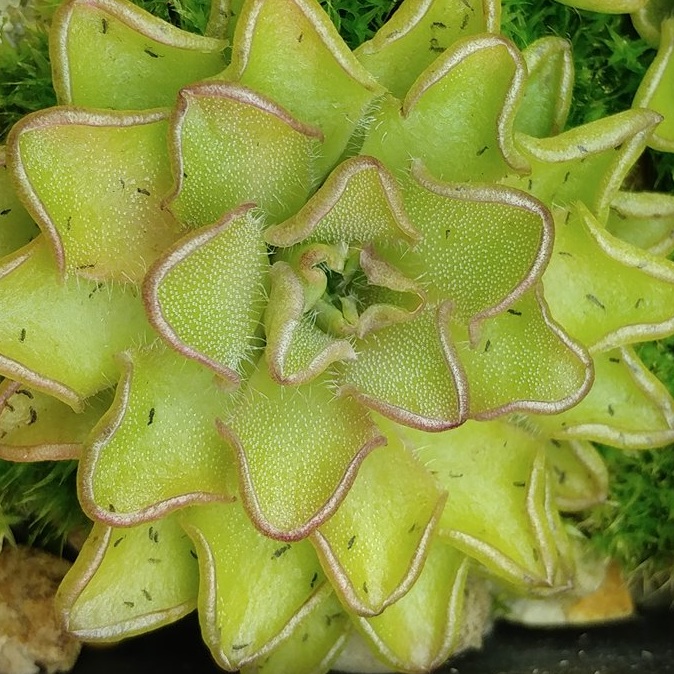 Pinguicula kondoi - Giant Form