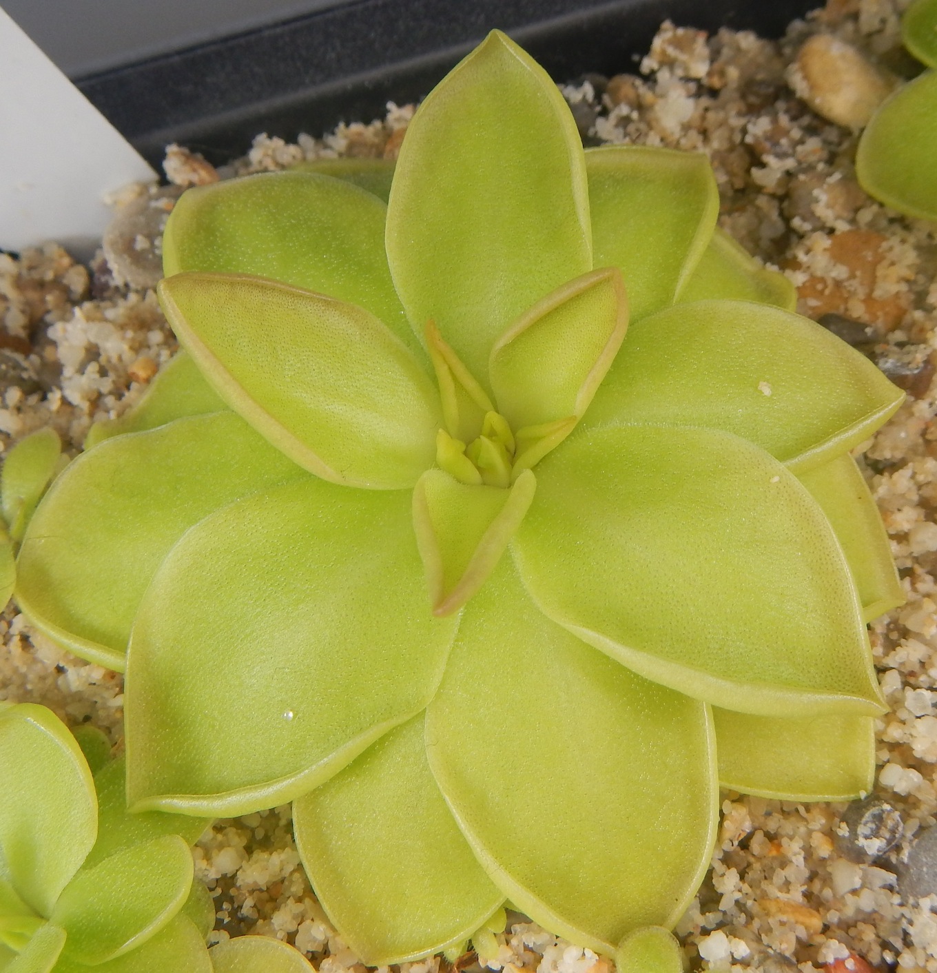 Pinguicula rectifolia - Huajuapan, Oaxaca, Mexico (1361m altitude)