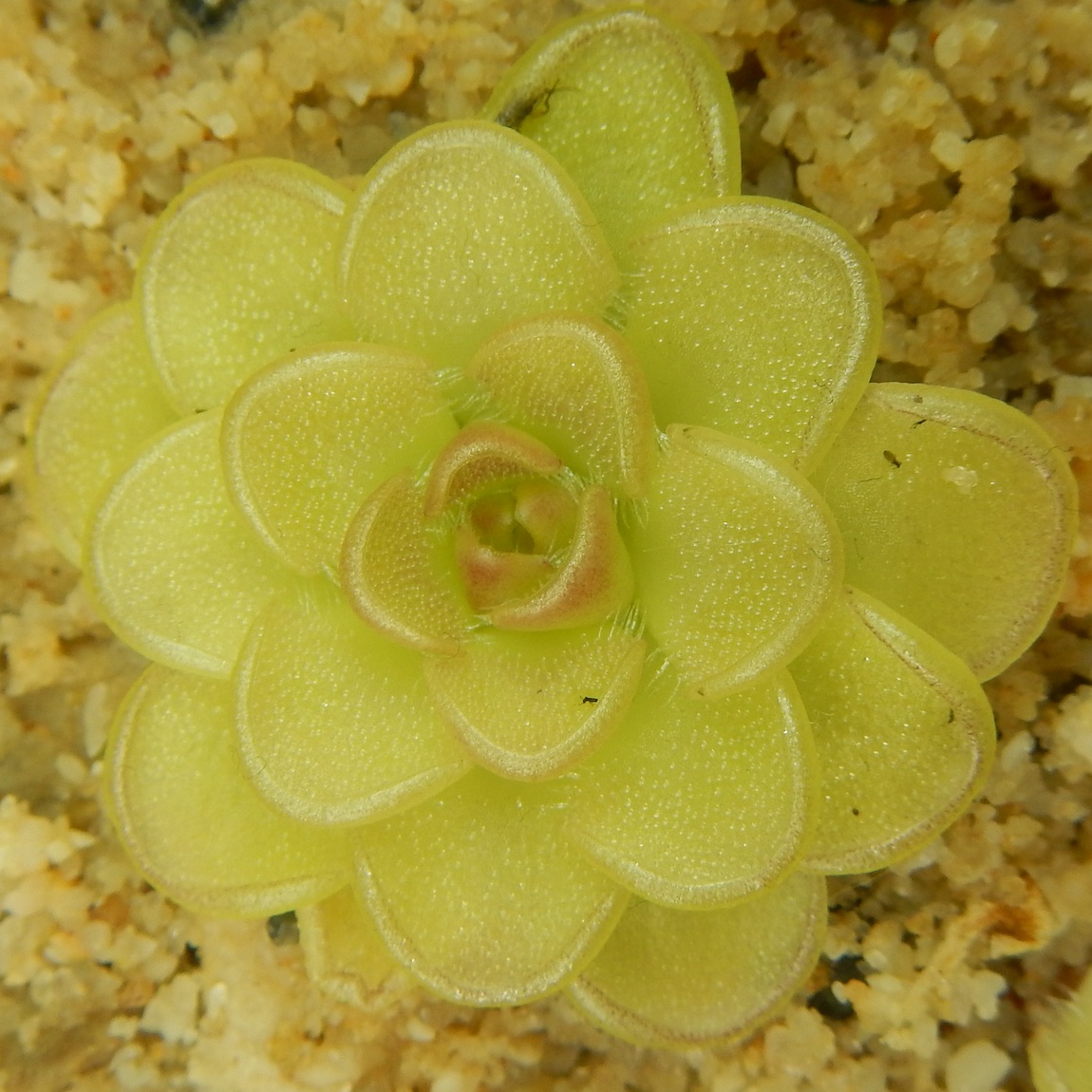 Pinguicula reticulata - Aramberii, Nuevo Leon, Mexico