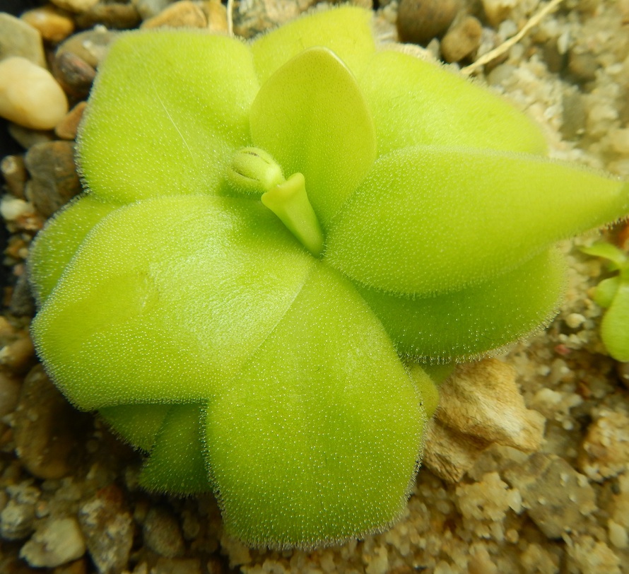 Pinguicula sumidero