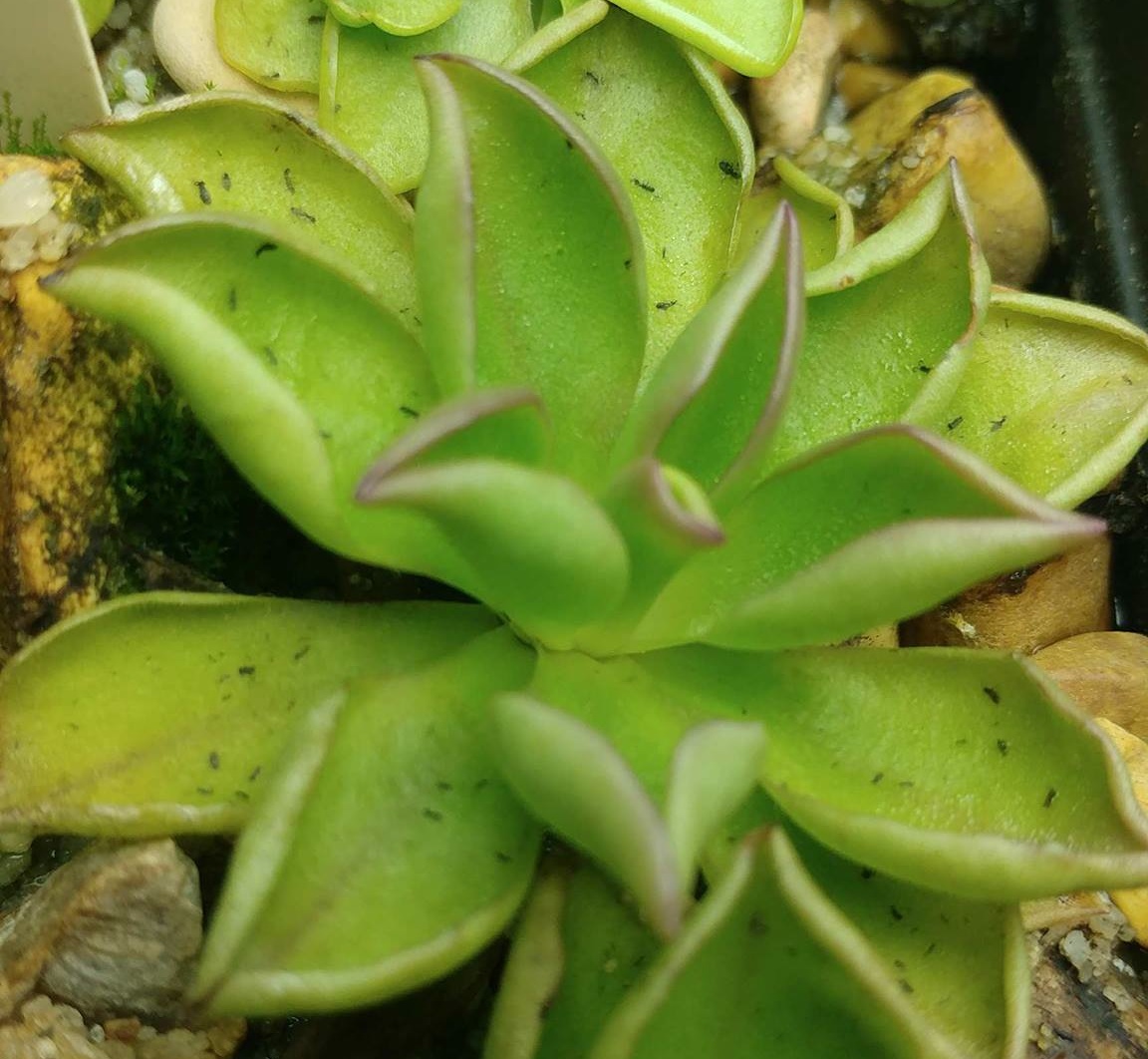 Pinguicula titan