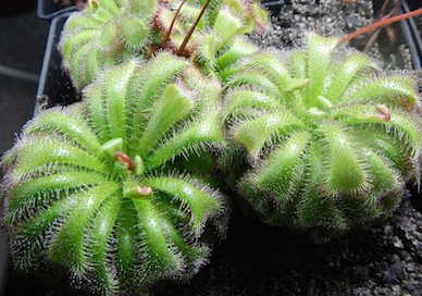 Drosera admirabilis - Ceres, South Africa