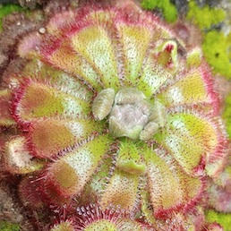 Drosera admirabilis - Palmiet River, South Africa