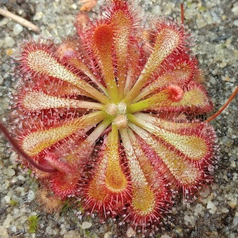 Drosera sp. Tradouw Pass