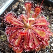 Drosera sp. Auyan Tepui