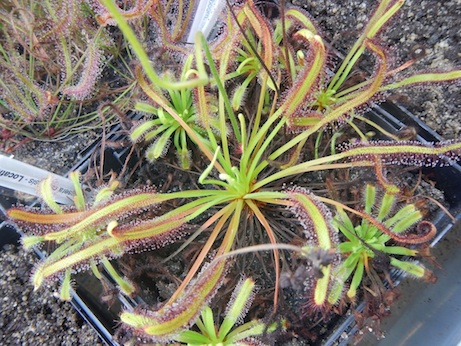 Drosera capensis - Vogelgat Nature Reserve, South Africa