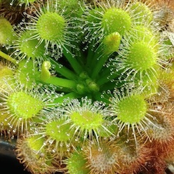 Drosera capillaris - Emerald's Envy Pensacola, Florida, USA