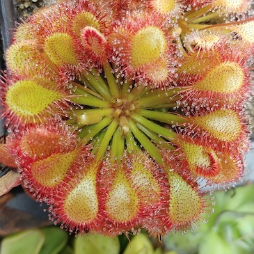 Drosera capillaris - Hal Scott Preserve, Florida, USA