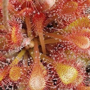 Drosera collinsiae - Fairyland