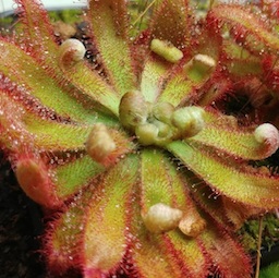 Drosera graomogolensis