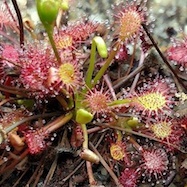 Drosera intermedia - Cuba