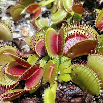 Venus Flytrap