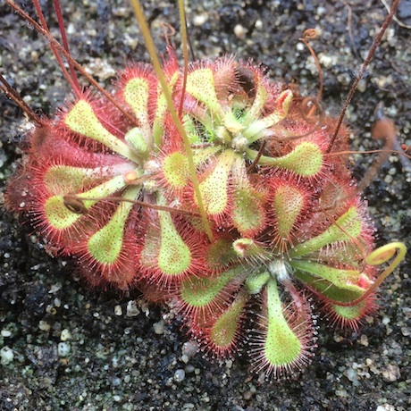 Drosera natalensis - Lajuma (Research Center?), South Africa