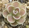 Pinguicula 1713