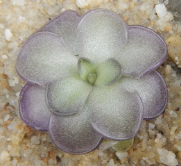 Pinguicula cyclosecta - 1714