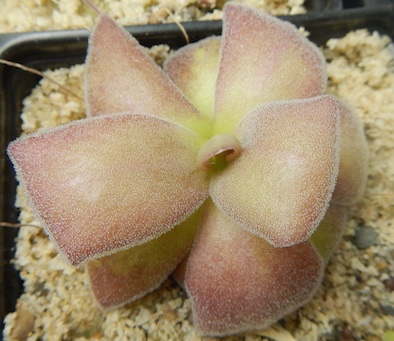 Pinguicula agnata - Red