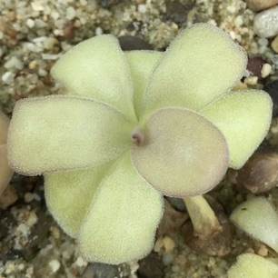 Pinguicula agnata - Rio Toliman, Queretaro, Mexico