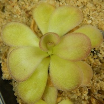 Pinguicula agnata - Scented Flower