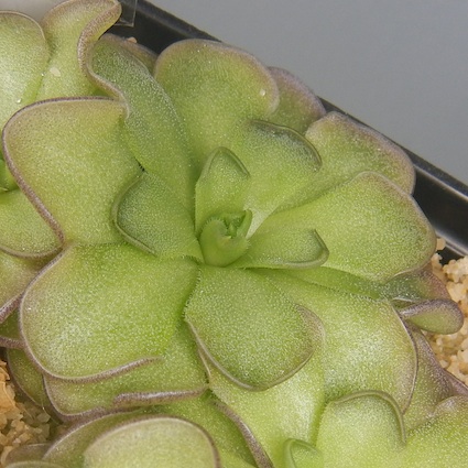 Pinguicula cyclosecta - Nueva Leon, Mexico