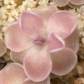 Pinguicula ehlersiae - Santa Gertudis, San Luis Potosi, Mexico