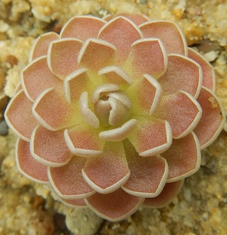 Pinguicula ehlersiae - Tolantongo, Hidalgo, Mexico