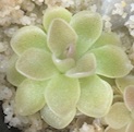 Pinguicula ehlersiae W. Harold