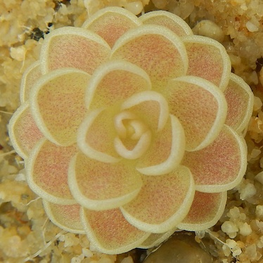 Pinguicula ehlersiae - West of Tolantongo, Hidalgo, Mexico