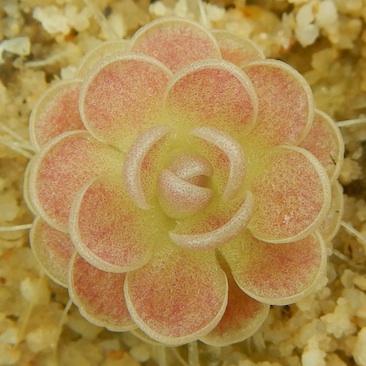 Pinguicula El Mirador