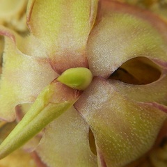 Pinguicula emarginata - Giant Red Leaf Plant