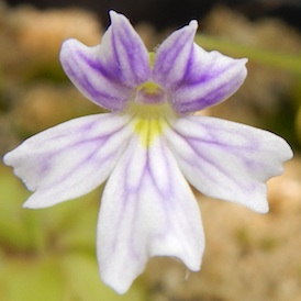 Pinguicula emarginata