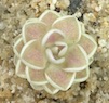 Pinguicula esseriana